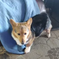 Laramie, a male Pembroke Welsh Corgi for sale in Wamego, KS – 1 of 9