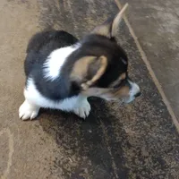 Laramie, a male Pembroke Welsh Corgi for sale in Wamego, KS – 9 of 9