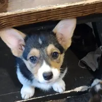 Laramie, a male Pembroke Welsh Corgi for sale in Wamego, KS – 2 of 9