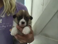 Red male, a male Pembroke Welsh Corgi for sale in Wamego, KS – 2 of 3