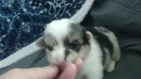 Merle female , a female Pembroke Welsh Corgi for sale in Wamego, KS – 2 of 3