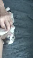 Merle female , a female Pembroke Welsh Corgi for sale in Wamego, KS – 1 of 3