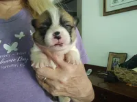 Red/white female , a female Pembroke Welsh Corgi for sale in Wamego, KS – 2 of 3