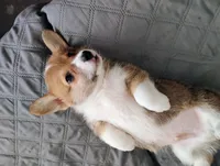 Red male, a male Pembroke Welsh Corgi for sale in Wamego, KS – 4 of 7