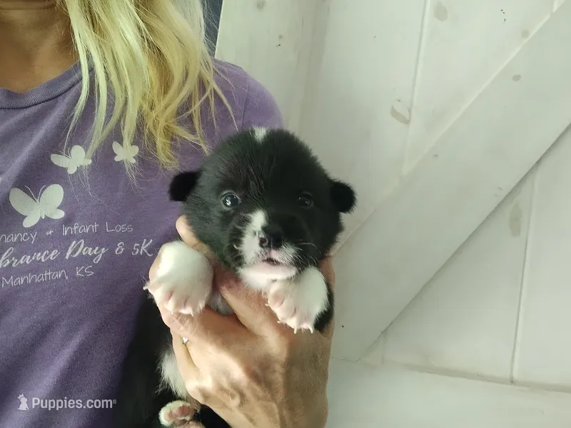 Black/white male – Pembroke Welsh Corgi puppy for sale in Wamego, KS