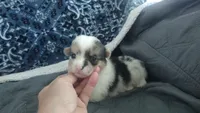 Merle female , a female Pembroke Welsh Corgi for sale in Wamego, KS – 3 of 3
