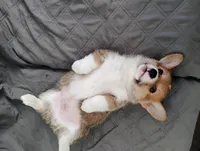 Red male, a male Pembroke Welsh Corgi for sale in Wamego, KS – 1 of 7