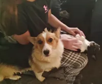 Black/white male, a male Pembroke Welsh Corgi for sale in Wamego, KS – 2 of 6