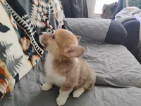 Red male, a male Pembroke Welsh Corgi for sale in Wamego, KS – 3 of 7