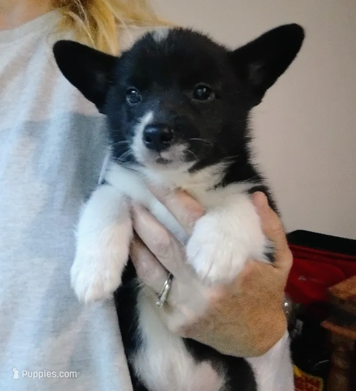 Black/white male – Pembroke Welsh Corgi puppy for sale in Wamego, KS