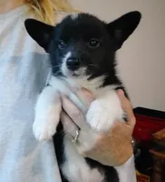 Black/white male, a male Pembroke Welsh Corgi for sale in Wamego, KS – 1 of 6