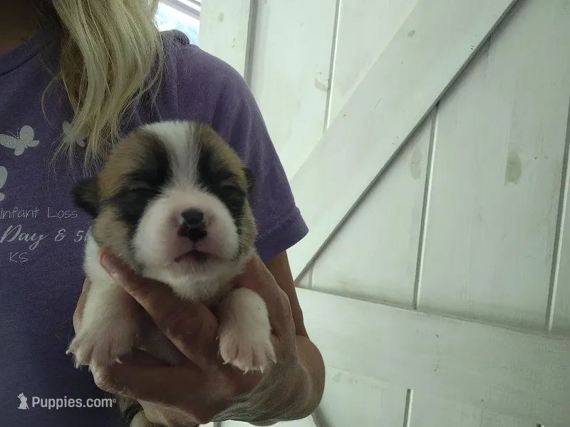 Red/white female  – Pembroke Welsh Corgi puppy for sale in Wamego, KS