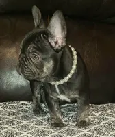 Cocoa, a female French Bulldog for sale in Graham, WA – Photo 2 of 10