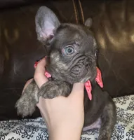 Cocoa, a female French Bulldog for sale in Graham, WA – Photo 8 of 10