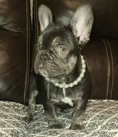 Cocoa, a female French Bulldog for sale in Graham, WA – Photo 5 of 10