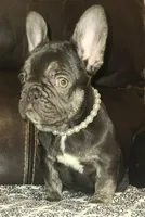 Cocoa, a female French Bulldog for sale in Graham, WA – Photo 7 of 10