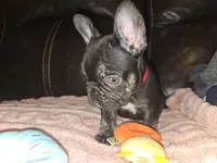 Cocoa, a female French Bulldog for sale in Graham, WA – Photo 10 of 10