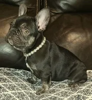 Cocoa, a female French Bulldog for sale in Graham, WA – Photo 6 of 10