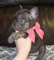 Cocoa, a female French Bulldog for sale in Graham, WA – Photo 9 of 10