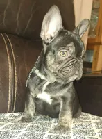 Cocoa, a female French Bulldog for sale in Graham, WA – Photo 4 of 10