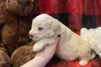 Reggie, a male Miniature Schnauzer for sale in Graham, WA – Photo 7 of 7