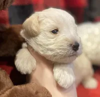 Reggie, a male Miniature Schnauzer for sale in Graham, WA – Photo 4 of 7