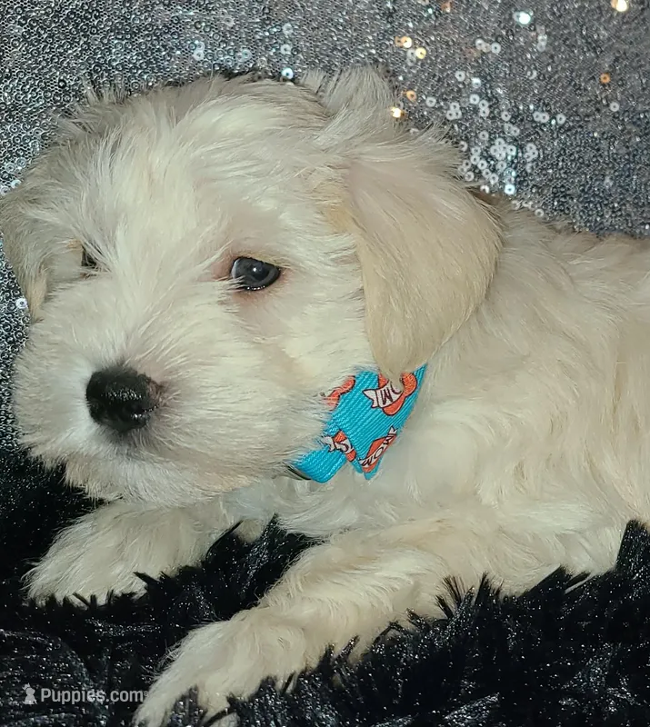 Reggie, a male Miniature Schnauzer for sale in Graham, WA – Photo 1 of 7