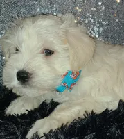 Reggie, a male Miniature Schnauzer for sale in Graham, WA – Photo 1 of 7