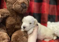 Reggie, a male Miniature Schnauzer for sale in Graham, WA – Photo 6 of 7