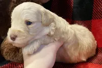 Parvati, a female Miniature Schnauzer for sale in Graham, WA – Photo 6 of 9