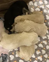 Parvati, a female Miniature Schnauzer for sale in Graham, WA – Photo 9 of 9