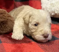 Parvati, a female Miniature Schnauzer for sale in Graham, WA – Photo 5 of 9