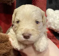 Parvati, a female Miniature Schnauzer for sale in Graham, WA – Photo 4 of 9