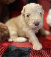 Parvati, a female Miniature Schnauzer for sale in Graham, WA – Photo 3 of 9