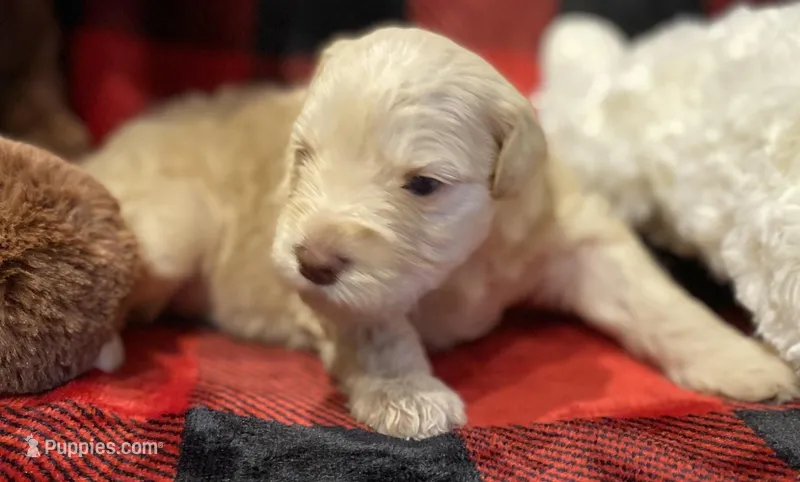 Parvati, a female Miniature Schnauzer for sale in Graham, WA – Photo 1 of 9