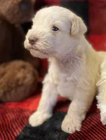 Opal, a female Miniature Schnauzer for sale in Graham, WA – Photo 4 of 10