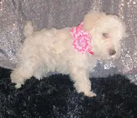 Opal, a female Miniature Schnauzer for sale in Graham, WA – Photo 2 of 10