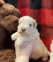 Opal, a female Miniature Schnauzer for sale in Graham, WA – Photo 3 of 10