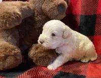 Opal, a female Miniature Schnauzer for sale in Graham, WA – Photo 6 of 10