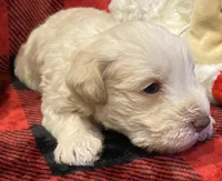 Opal, a female Miniature Schnauzer for sale in Graham, WA – Photo 9 of 10