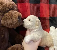 Pearl, a female Miniature Schnauzer for sale in Graham, WA – Photo 6 of 10