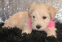 Pearl, a female Miniature Schnauzer for sale in Graham, WA – Photo 4 of 10