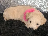 Pearl, a female Miniature Schnauzer for sale in Graham, WA – Photo 3 of 10