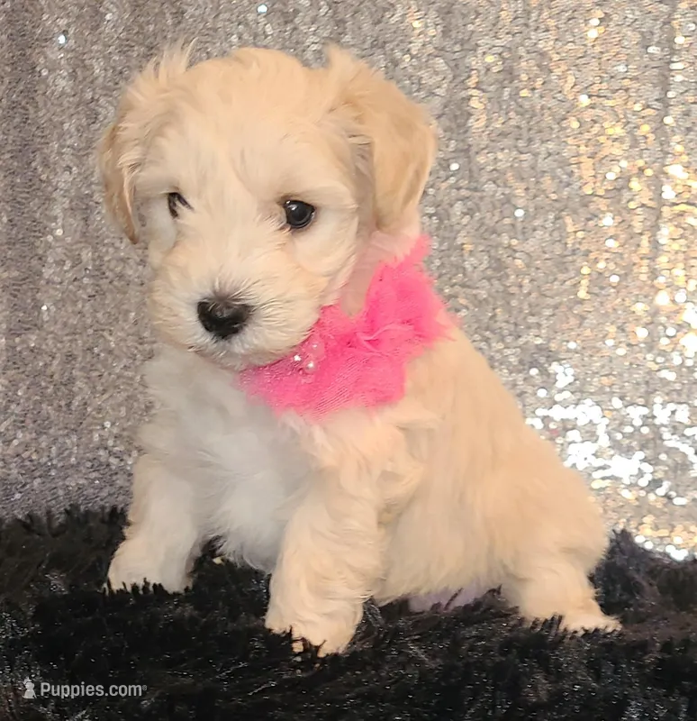 Pearl, a female Miniature Schnauzer for sale in Graham, WA – Photo 1 of 10