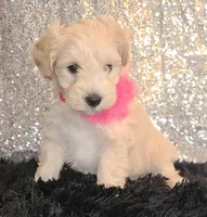 Pearl, a female Miniature Schnauzer for sale in Graham, WA – Photo 5 of 10