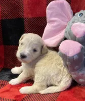 Pearl, a female Miniature Schnauzer for sale in Graham, WA – Photo 9 of 10