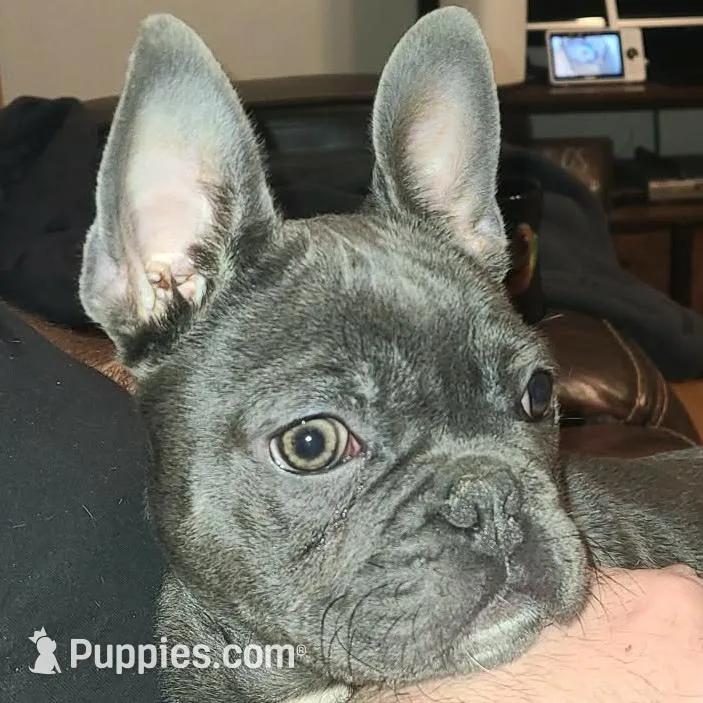 Clark  – French Bulldog puppy for sale in Graham, WA