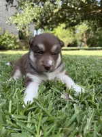 Maggie, a female Siberian Husky for sale in Joshua, TX – 4 of 10