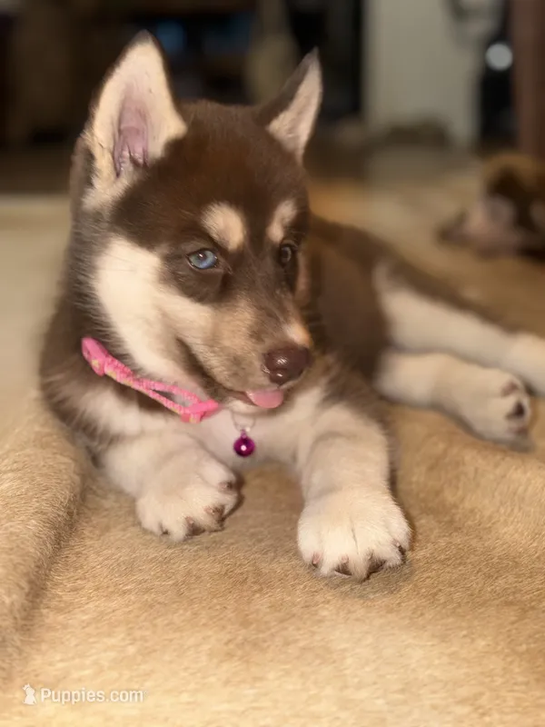 Maggie – Siberian Husky puppy for sale in Joshua, TX