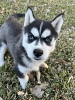 processed/5195a852-af31-4bd5-a9ab-21ea620f0721/listing/13699205-8814-4f2f-8504-4bcf034eeabd/dfb463f7-1692-4886-a285-6b4614a38a84